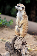 Fototapeta premium Meerkat