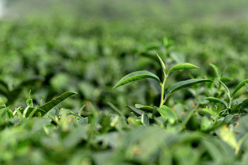 Closeup fresh Green tea leaves. nature green background under morning sunlight. Natural green plants.