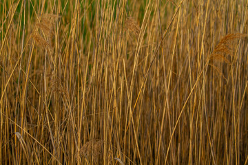 Reeds