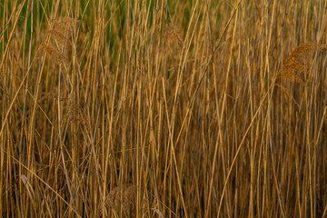 Fototapeta premium Reeds