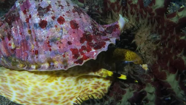 Close-Up: Giant Triton Sea Snail Eating a Starfish in Big Island, Hawaii