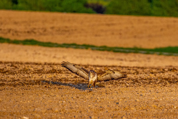 Eagle