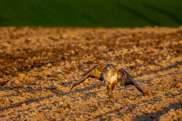 Eagle