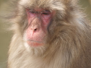 Wild monkey on a Japanese mountain