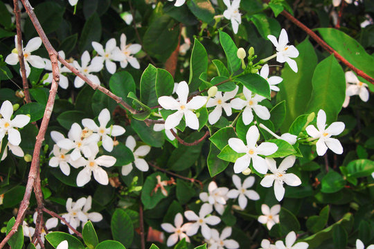 White sampaguita jasmine flowers field  , nature group blooming in garden green leaf top view background