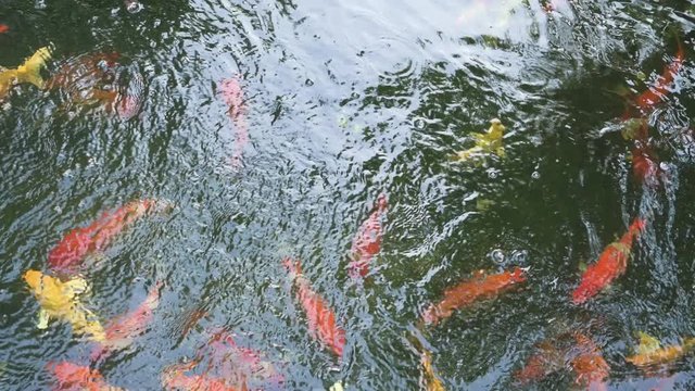 Top view of many colorful Koi fish swimming at the lake with 4K resolution. Asia lucky pet.