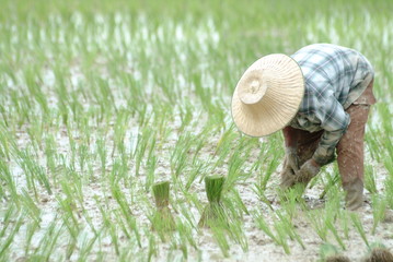 Grow rice