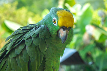 colorful parrot