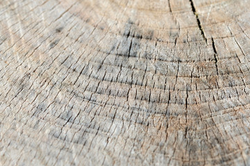 Fototapeta premium Tree cut trunk texture close up. Wooden background