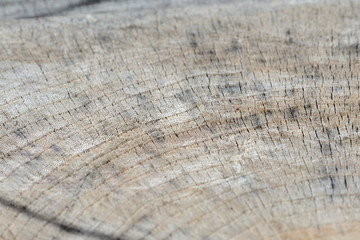 Tree cut trunk texture close up. Wooden background