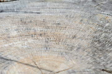 Fototapeta premium Tree cut trunk texture close up. Wooden background