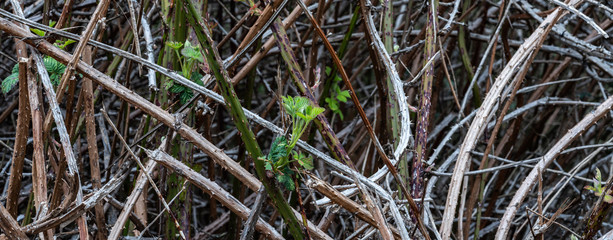 Impenetrable thicket