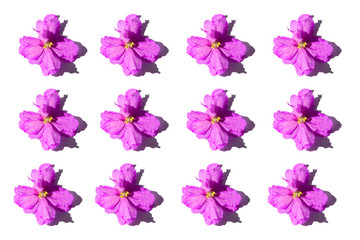 Fototapeta na wymiar Pink flowers on white background