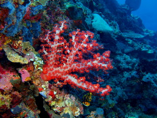 The amazing and mysterious underwater world of Indonesia, North Sulawesi, Bunaken Island, soft coral