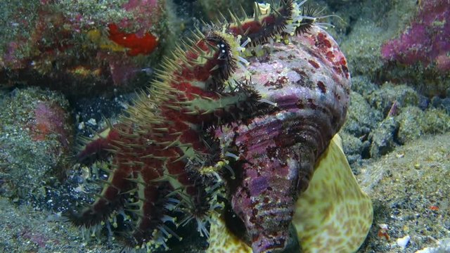 Close-Up: Starfish Being Eaten by a Triton Sea Snail in Big Island, Hawaii
