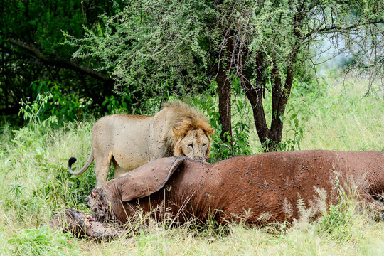 eat lion in Serengueti