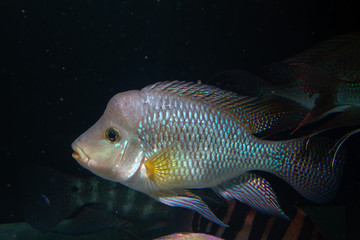 Pearl Cichlid (Geophagus brasiliensis)