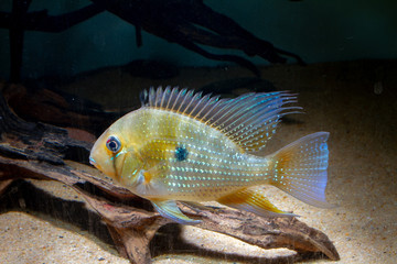 Threadfin Acara (Acarichthys heckelii) beautiful ornamental fish from Amazon