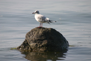 Möwe auf Stein