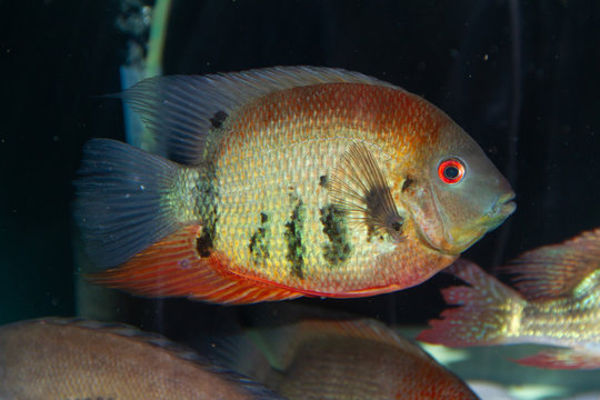 Red Shoulder Severum (Heros efasciatus) beautiful ornamental fish from Amazon
