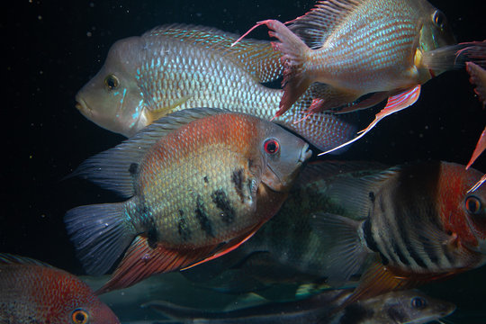 Red Shoulder Severum (Heros efasciatus) beautiful ornamental fish from Amazon