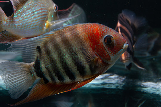 Red Shoulder Severum (Heros efasciatus) beautiful ornamental fish from Amazon