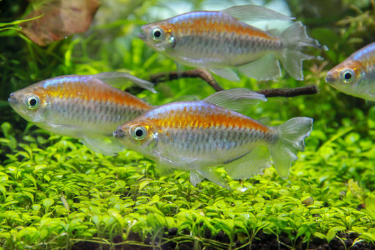 Congo tetra (Phenacogrammus interruptus) beautiful ornamental fish from Congo river, Africa. Living happiness in Planted Tank