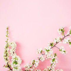 Floral frame with white spring flowers on pink background. Flat lay, top view