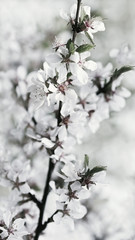 White Flowers Of Fresh Springtime Cherry Blossoms