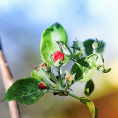 Obraz na płótnie Canvas Red Buds Of Springtime Apple Blossom Closeup