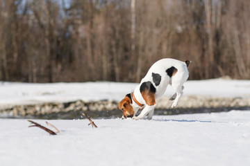Jack Russell terrier playing in snow on sunny day, digging and jumping, her legs in the air