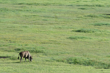 Ngorongoro National Park