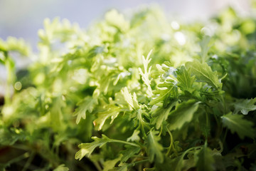 Fototapeta na wymiar organic arugula, salad rocket lettuce, eruca sativa, growing in an organic garden