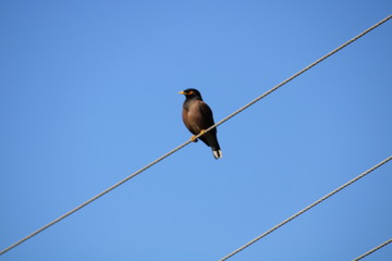 bird on wire