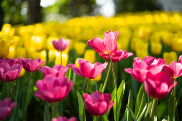 Colorful tulips field, vivid pink tulips with bright yellow tulips background. Tulip is the Netherlands'  national flower. Tulip bulbs are a good substitute for onions in cooking.