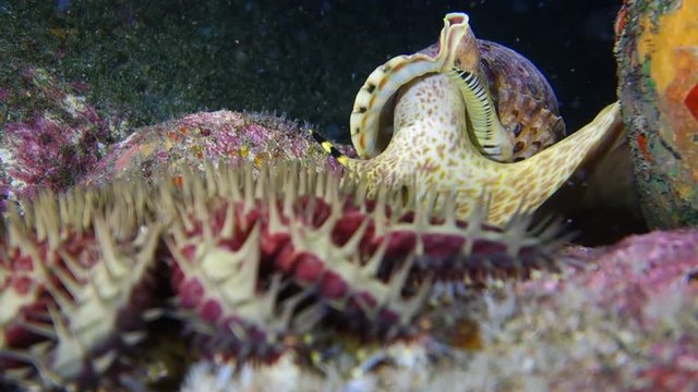 Close-Up: Thorny Body of a Crown-of-Thorns Starfish and Sea Snail in Big Island, Hawaii