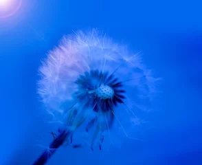 Foto auf Glas art photo of dandelion seeds close up on natural blurred background © as_trofey