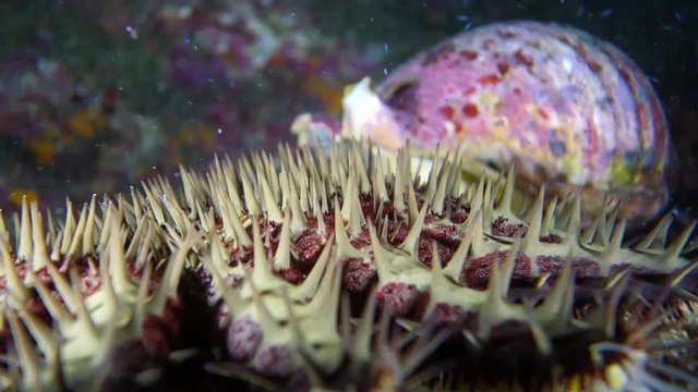 Close-Up: Outer Body of a Crown-of-Thorns Starfish and a Sea Snail in Big Island, Hawaii