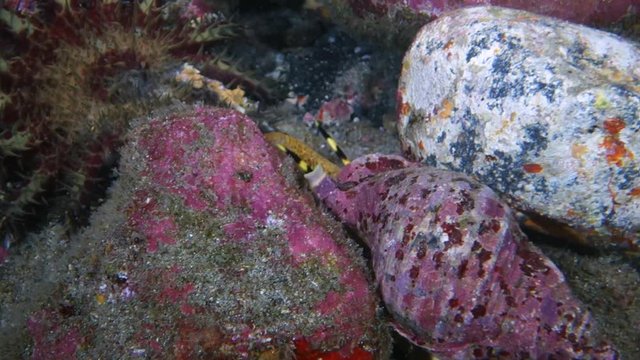 Close-Up: Sea Snail Tries to Grab a Crown-of-Thorns Starfish in Big Island, Hawaii