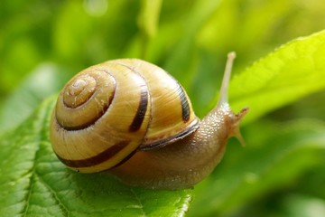 snail on a green leaf in the bright rays of the sun on a blurred  background.environment and wildlife concept.garden snail eating a green leaf on a tree