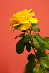 Yellow rose with dew drops, green leaves on red background, yellow roses meaning bright, cheerful and joyful create warm feelings and provide happiness.