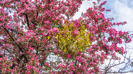 Mistletoe branch in a pink blossoming cherry tree