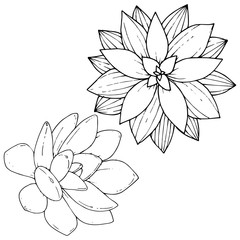 Vector Succulents floral botanical flower. Black and white engraved ink art. Isolated succulents illustration element.