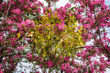 Mistletoe branch in a pink blossoming cherry tree