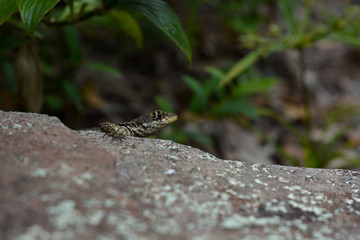 Lagarto