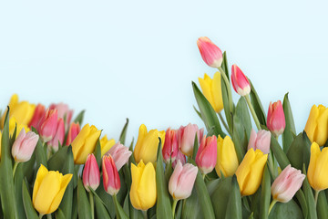 Border of fresh tulips on a blue background. Spring concept. Copy space.