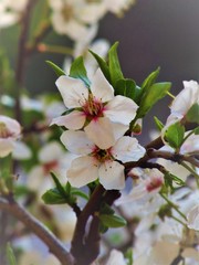 flowers of apple tree