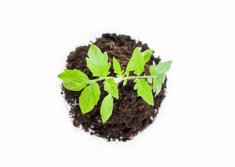 Young tomato seedlings in the ground on a white background