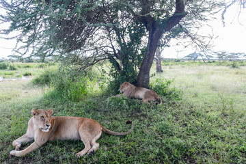 Lion in Ngorongoro