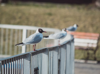Seagull on bridge fence. Gull sitting on an iron fence.